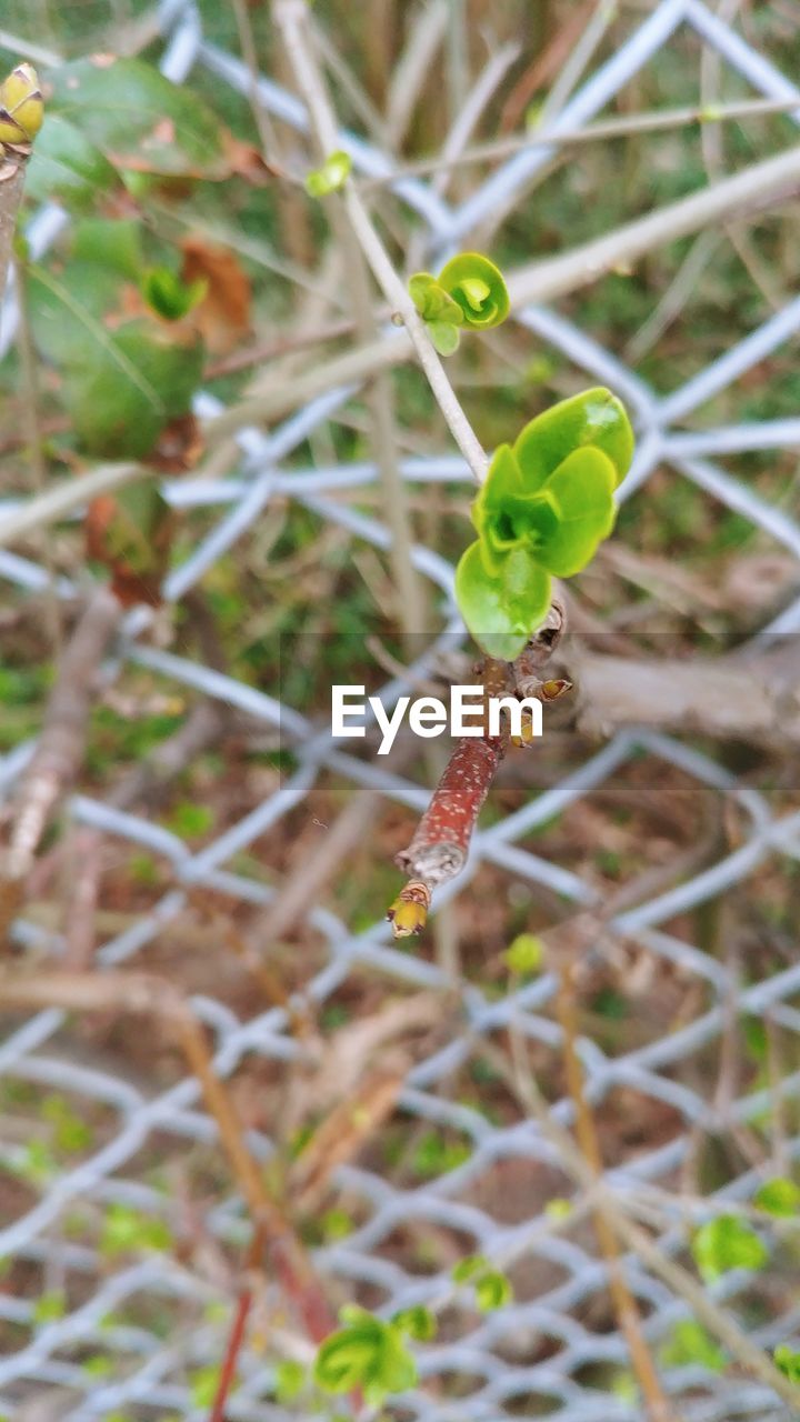 CLOSE-UP OF INSECT ON LEAF IN FIELD