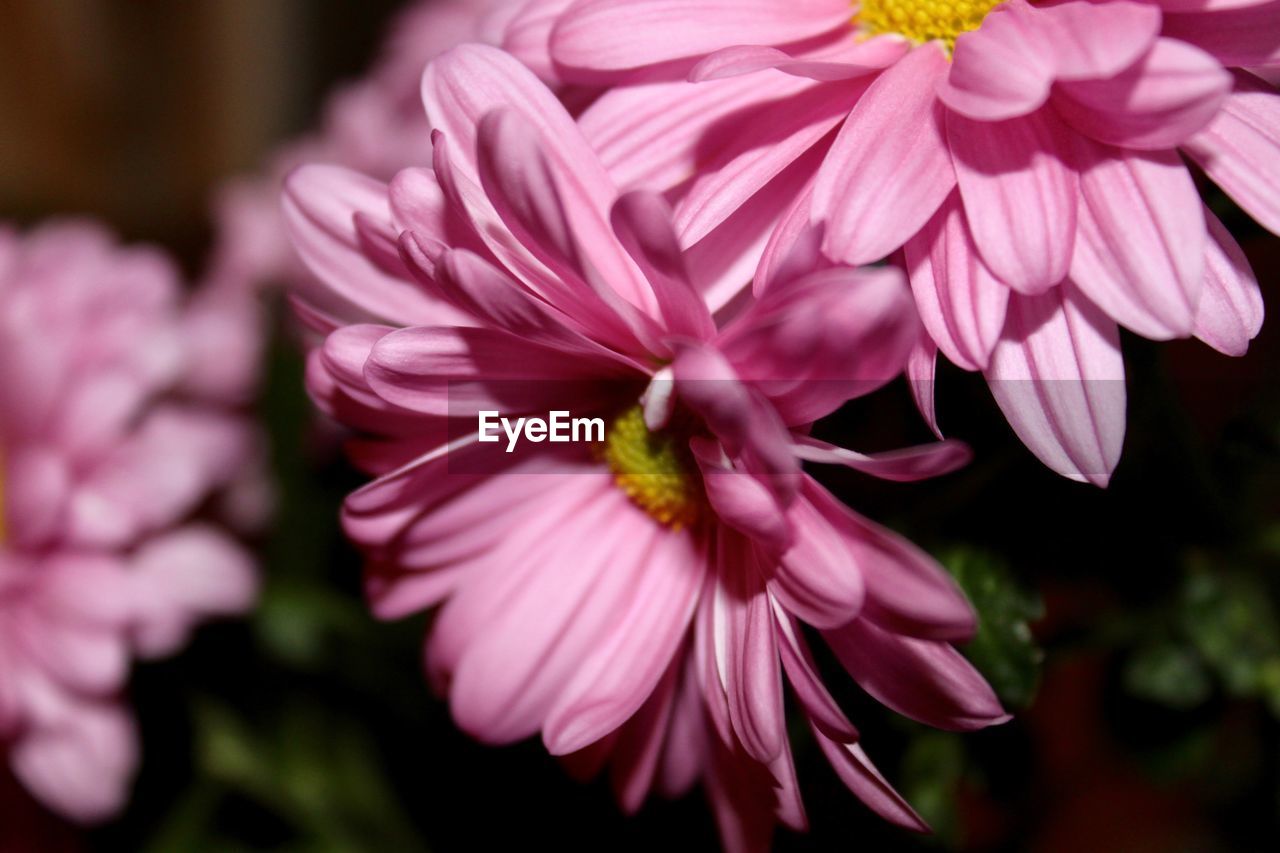 CLOSE-UP OF PINK FLOWERING PLANT AT PARK