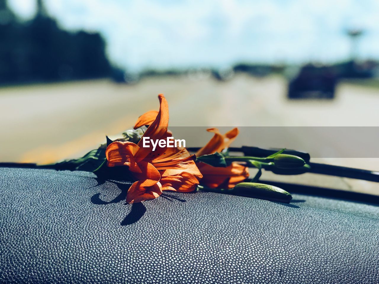 CLOSE-UP OF FLOWER ON PERSON AGAINST SKY