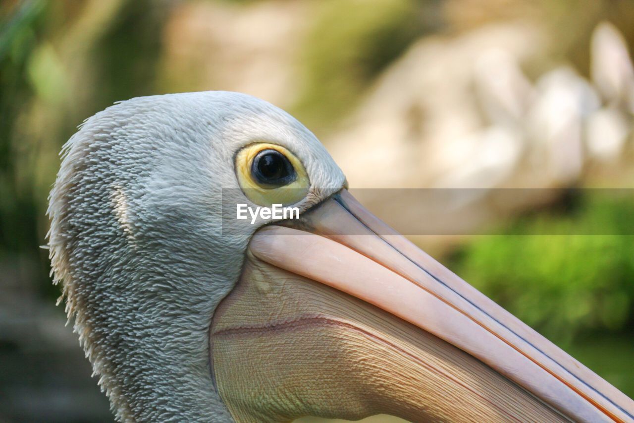 CLOSE-UP OF PELICAN IN NEST