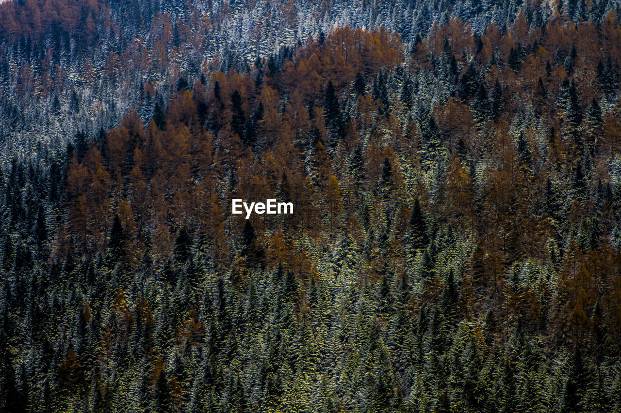 FULL FRAME OF PINE TREE IN FOREST