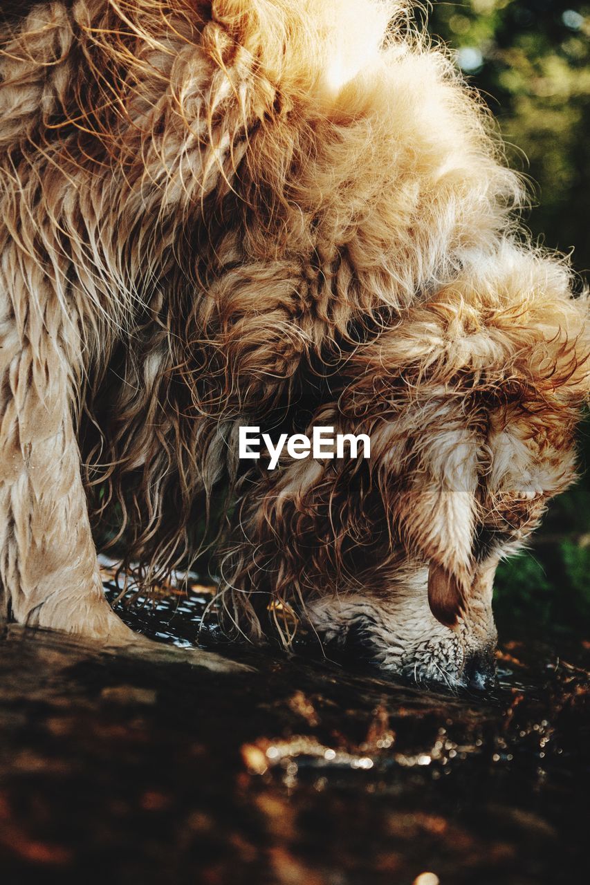 CLOSE-UP OF A DOG WITH ANIMAL HEAD