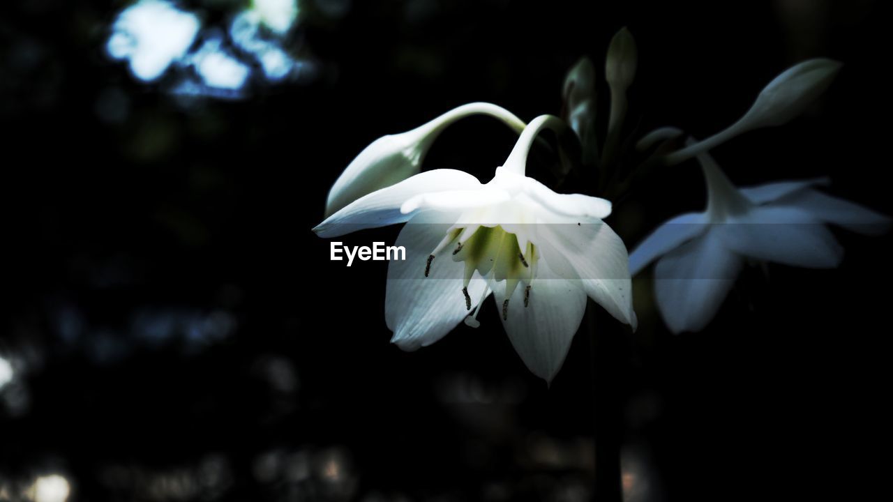 CLOSE-UP OF FLOWER BLOOMING OUTDOORS