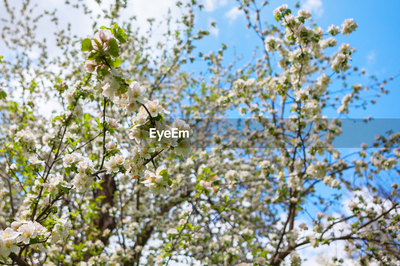 Apple tree with blooming flowers