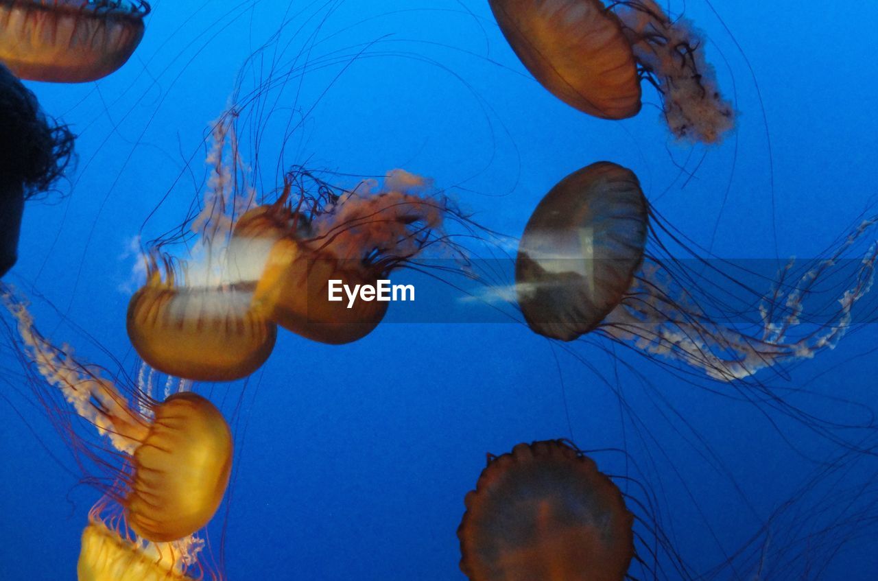 REFLECTION OF JELLYFISH IN SEA