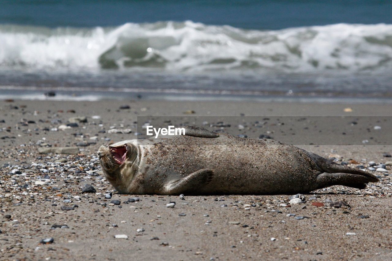 Seal resting at beach