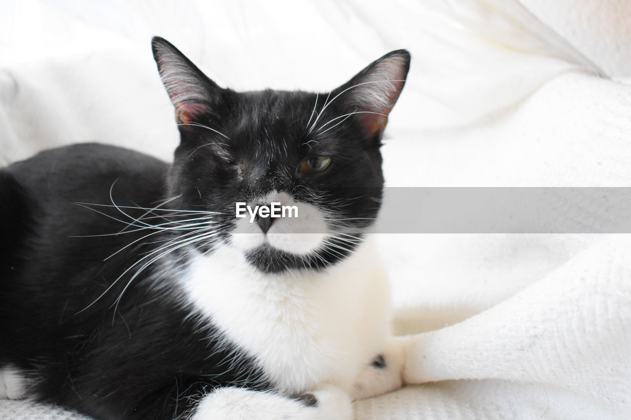 Close-up portrait of a cat