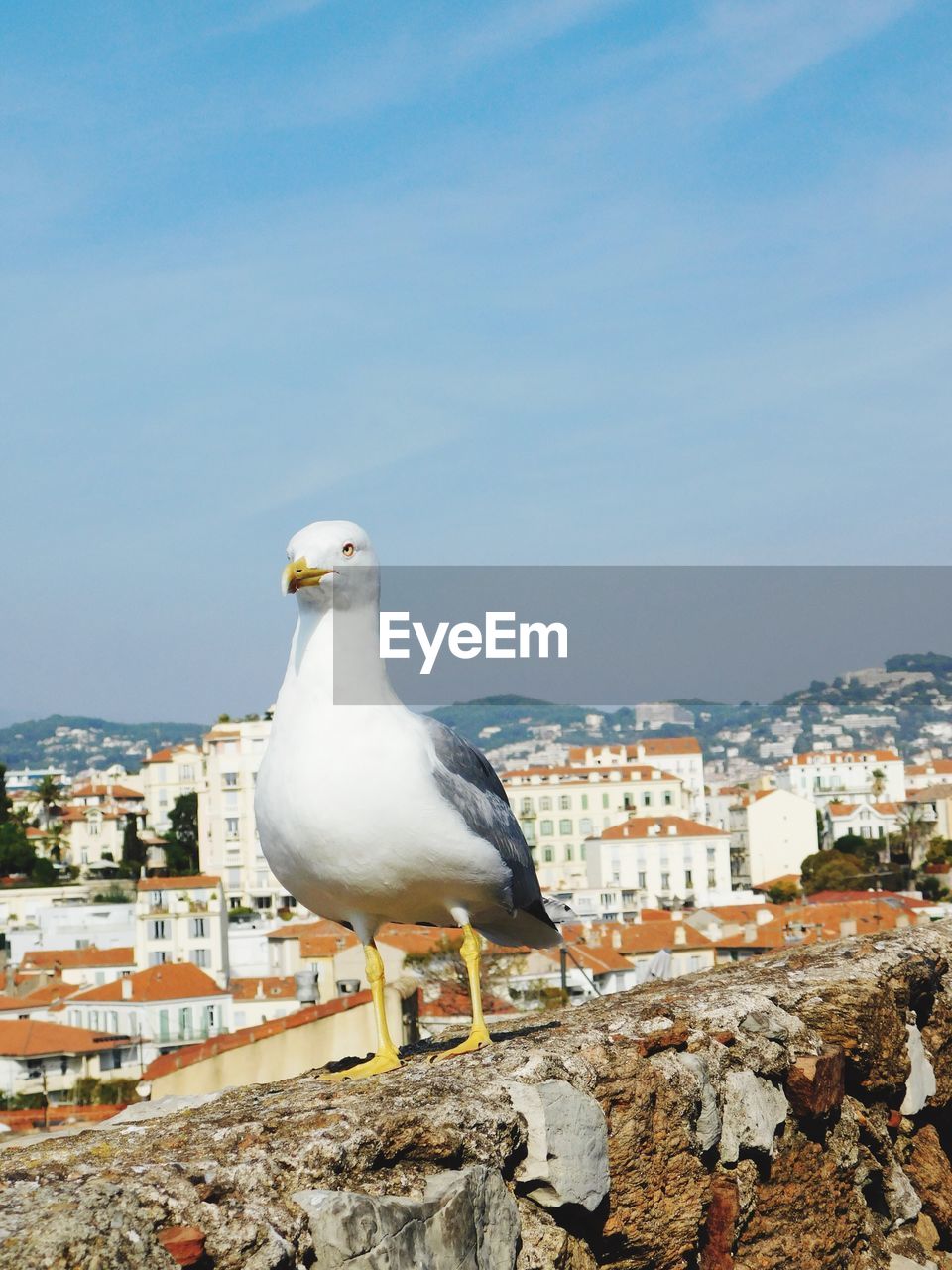 Seagull perching on rock