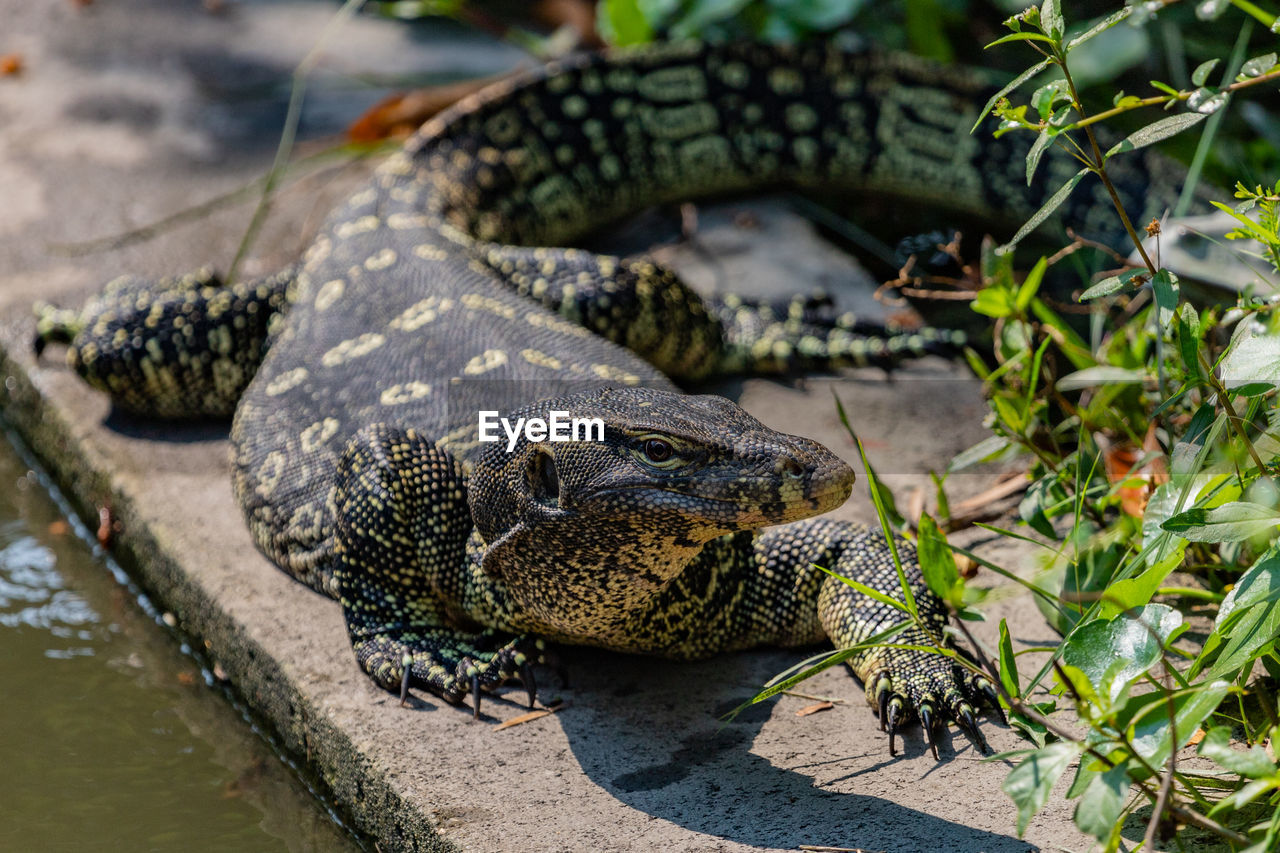 animal themes, animal, animal wildlife, reptile, wildlife, one animal, water, nature, crocodile, no people, animal body part, sign, travel destinations, warning sign, environment, outdoors, communication, plant, alligator, portrait, day, environmental conservation, social issues