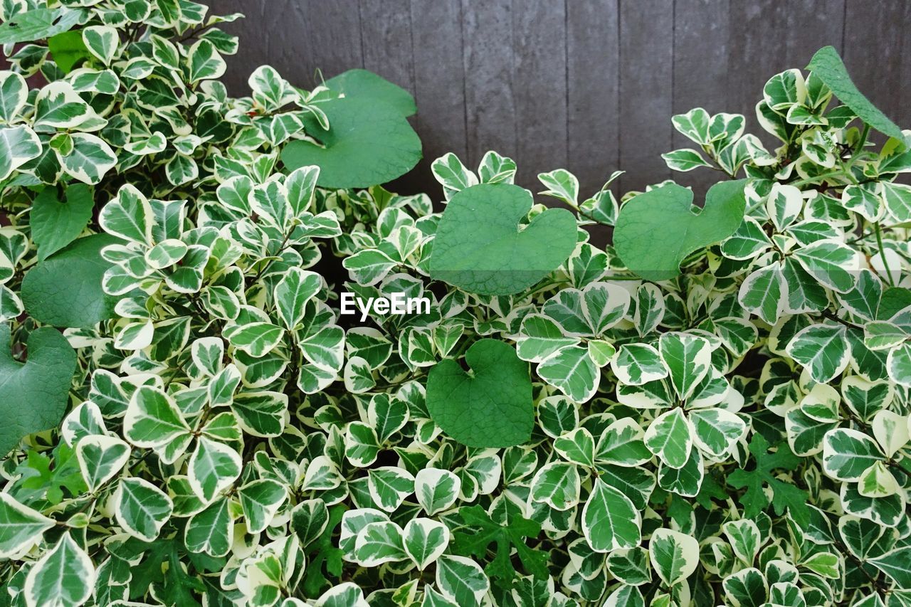 HIGH ANGLE VIEW OF GREEN PLANTS