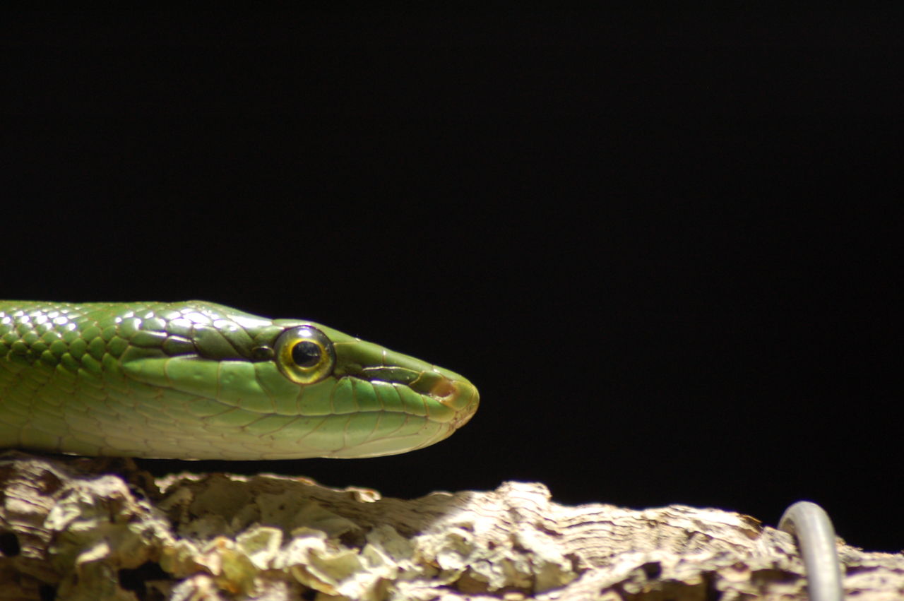 Close-up of green snake against sky at night
