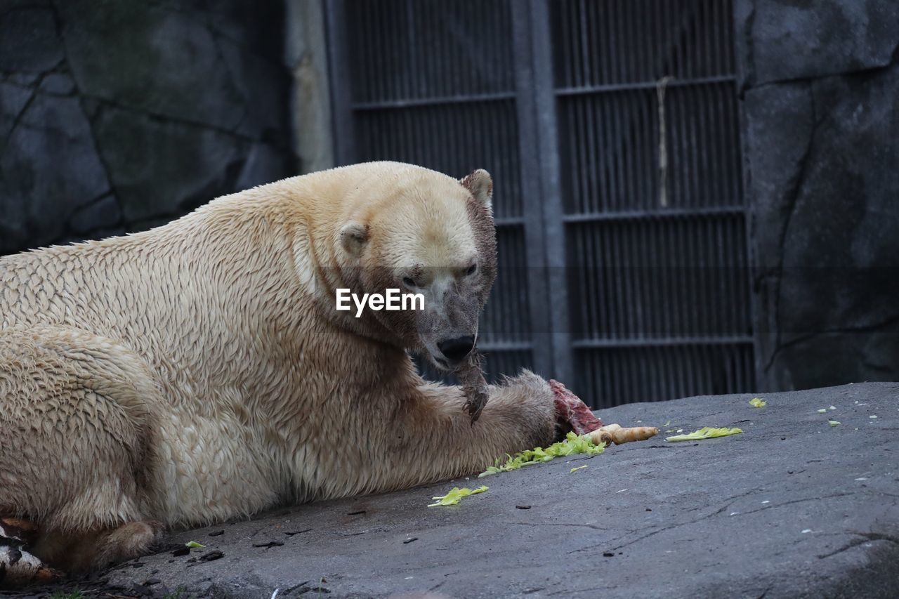 Polar bear relaxing in a zoo