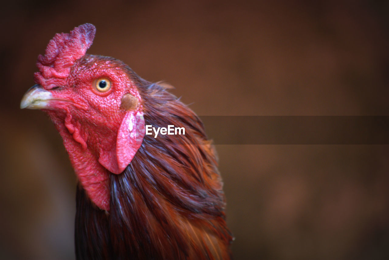 Close-up of rooster
