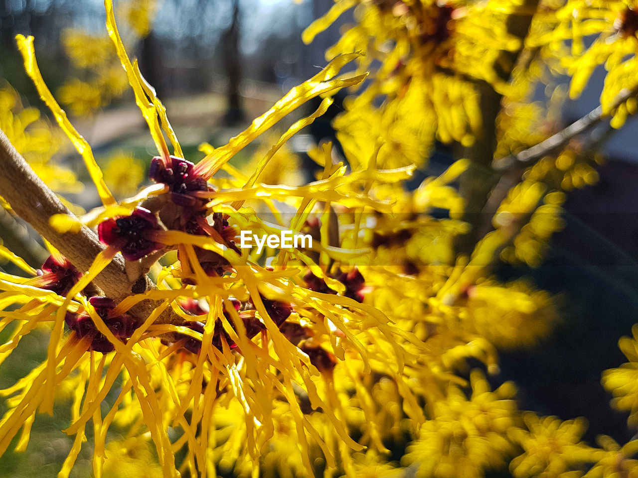 CLOSE-UP OF INSECT ON FLOWER