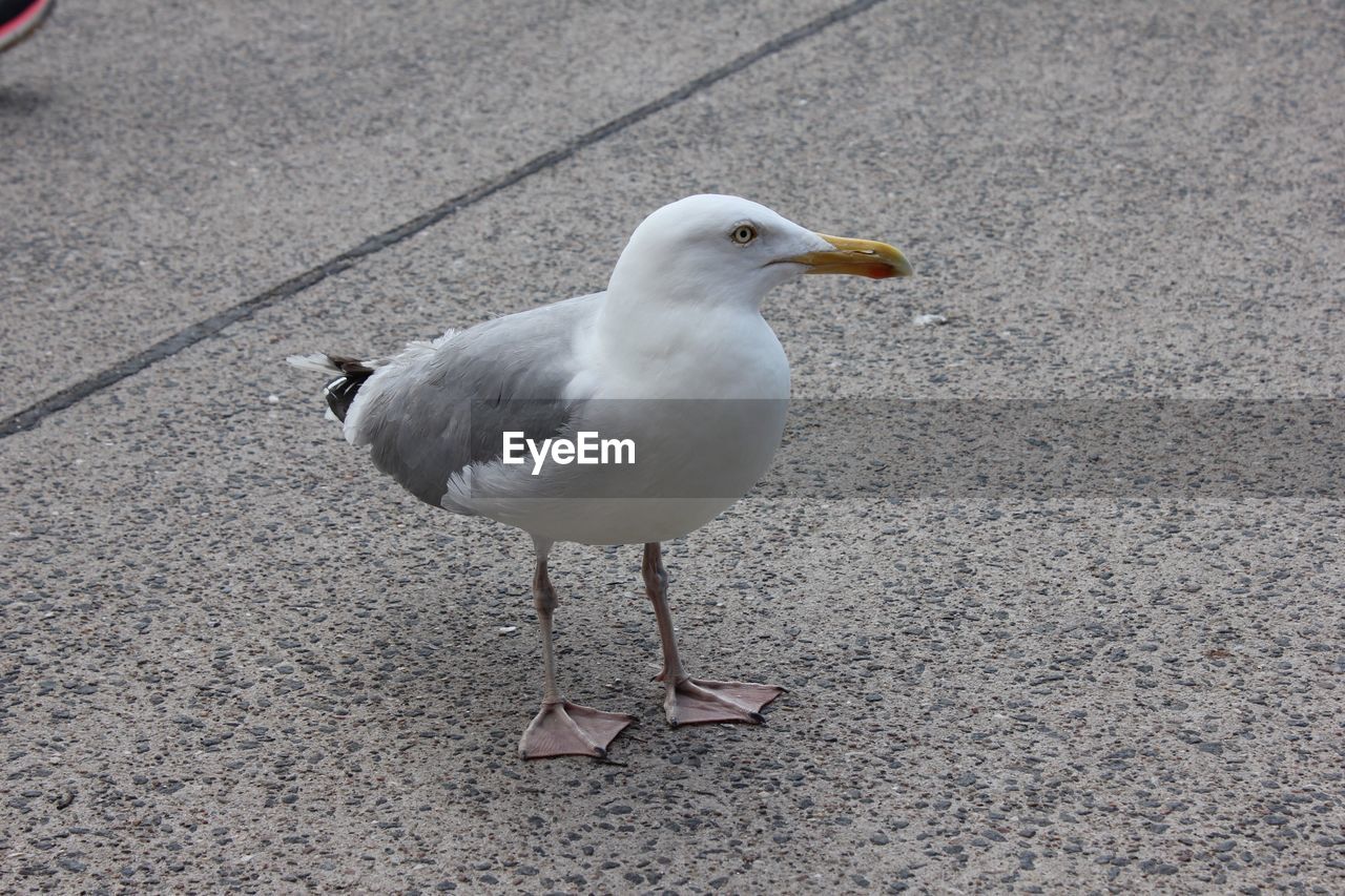 HIGH ANGLE VIEW OF SEAGULL ON WALL