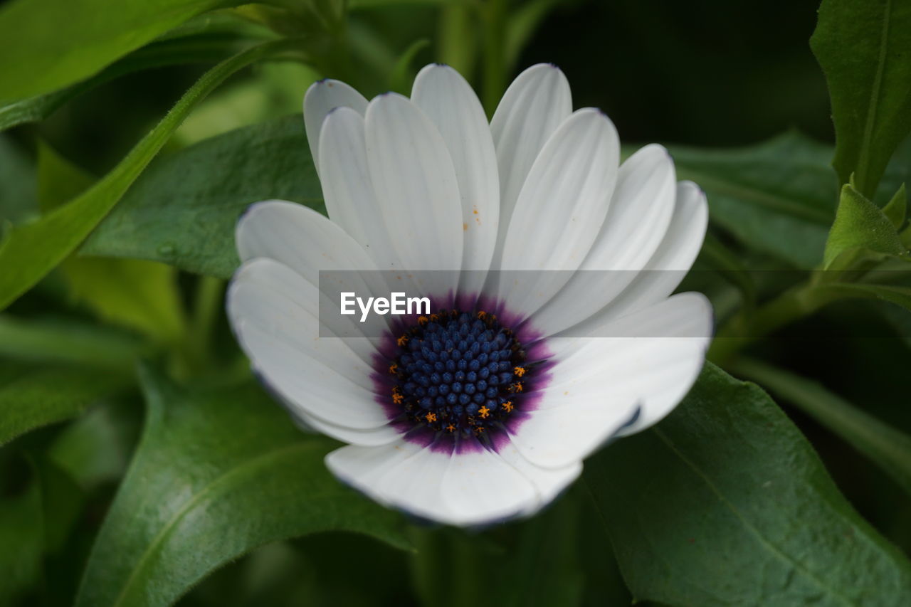 Close-up of flower blooming outdoors