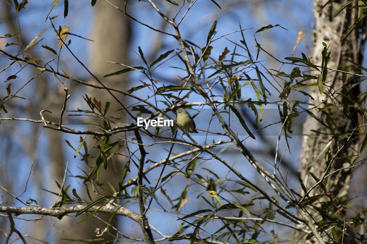 plant, nature, tree, branch, twig, spring, winter, leaf, no people, flower, sunlight, food, food and drink, autumn, outdoors, beauty in nature, sky, growth, focus on foreground, blossom, low angle view, day, fruit, bare tree, animal wildlife, plant part, animal, bird, animal themes, tranquility