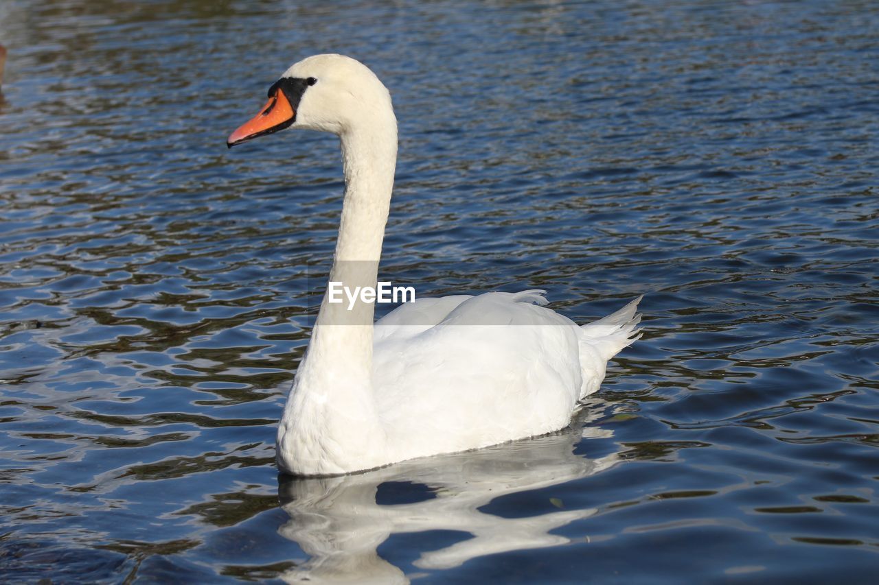 Swan swimming in lake