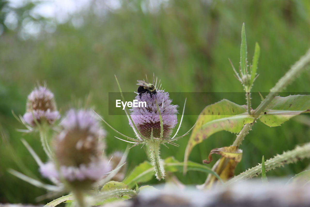 CLOSE-UP OF BUMBLEBEE ON PURPLE FLOWERING PLANT