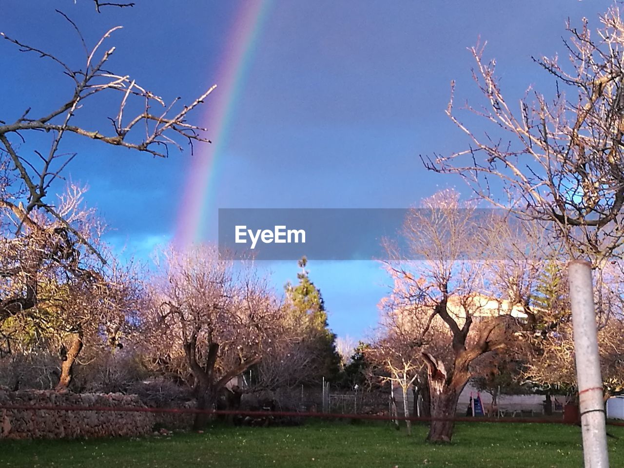 TREES IN PARK AGAINST SKY