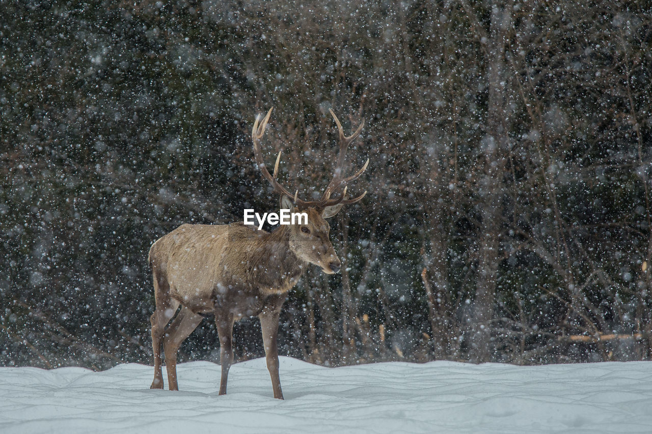 Stag standing on field during snow fall