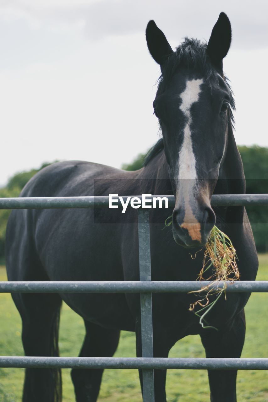 CLOSE-UP OF HORSE STANDING ON FIELD