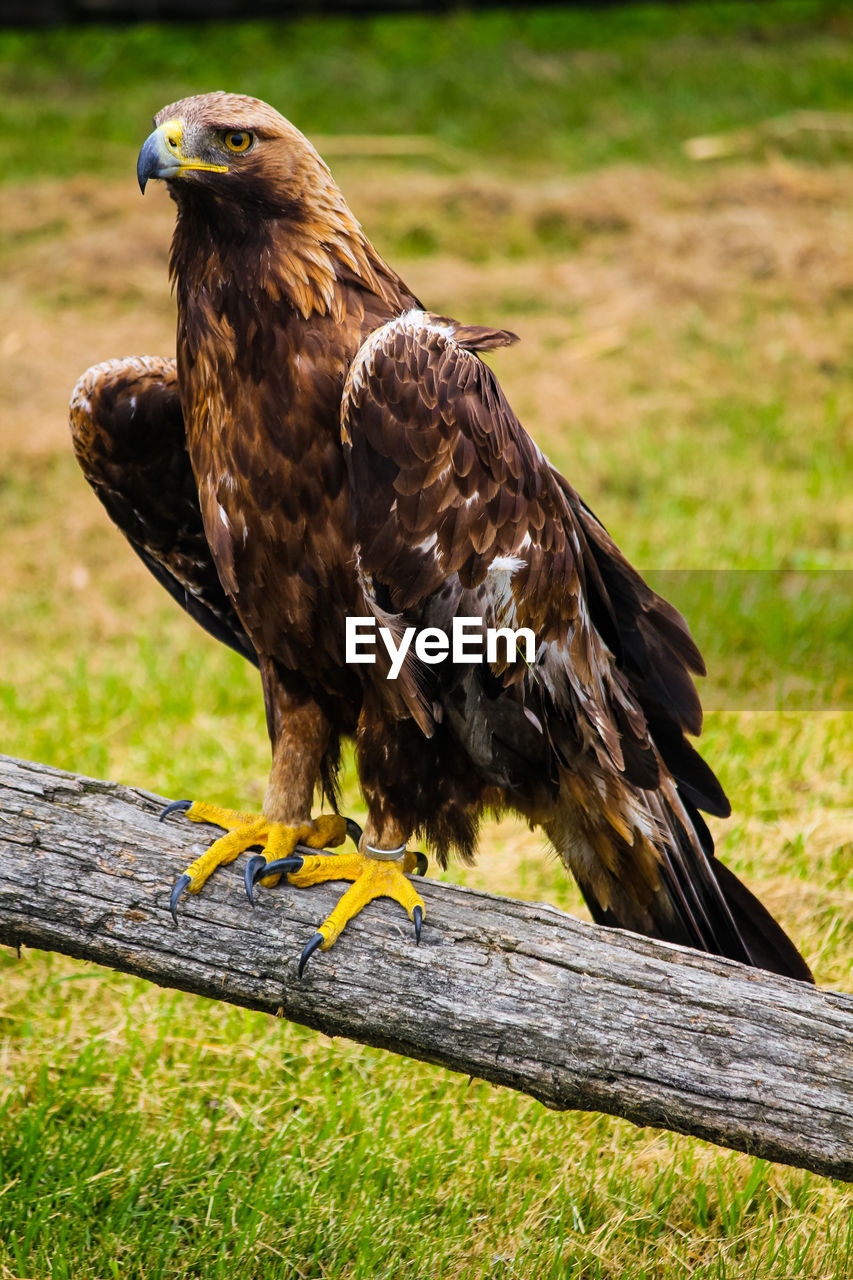 CLOSE-UP OF OWL PERCHING ON WOOD