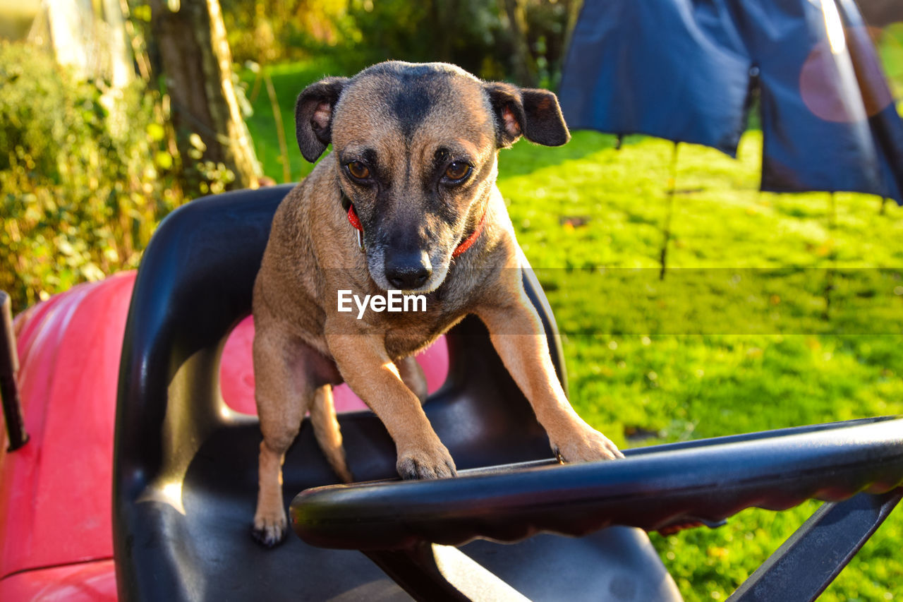 Portrait of dog sitting on grass