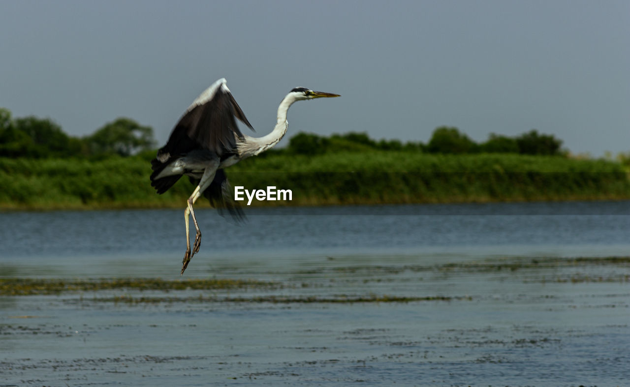 HERON FLYING OVER SEA