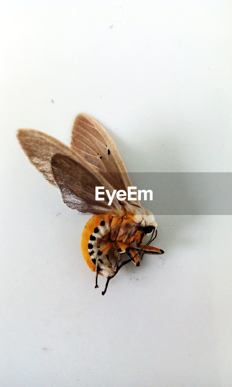 High angle view of dead insect white table