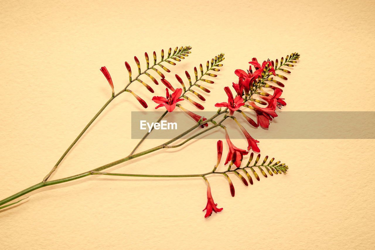 Close-up of red flower against white background