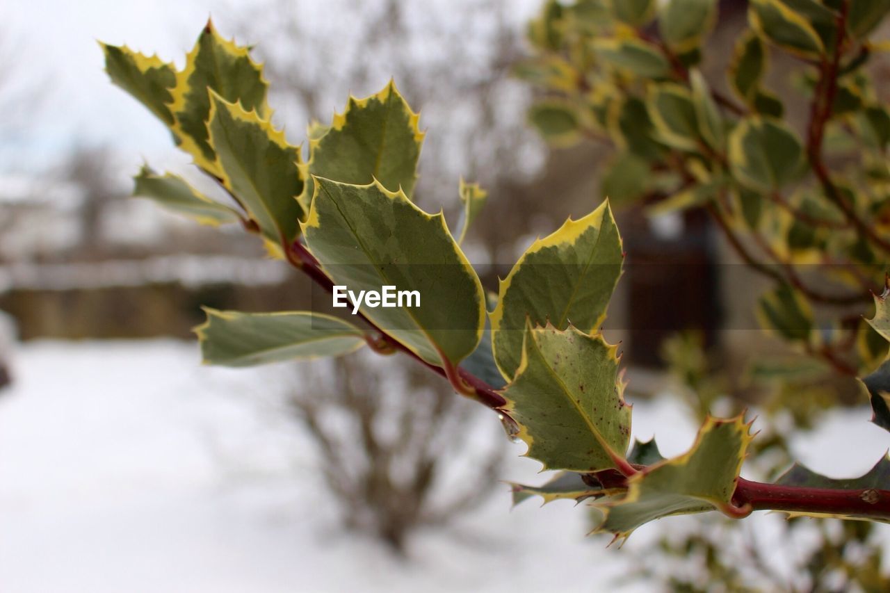 Close-up of fresh green leaves on plant