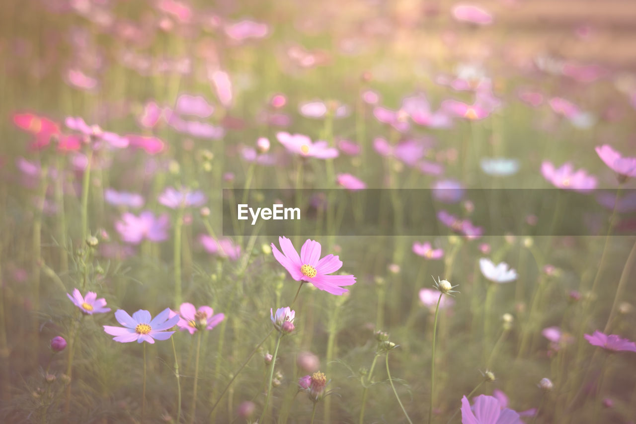 Close-up of flowers blooming in field