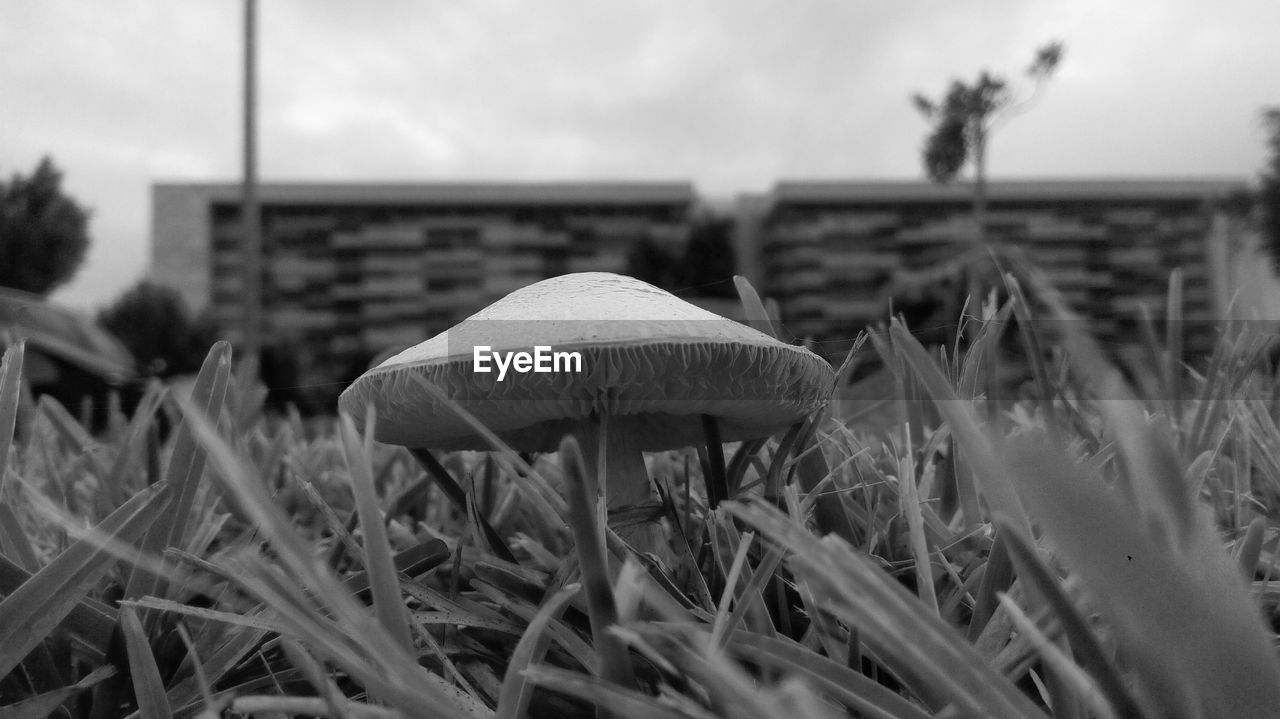 CLOSE-UP OF MUSHROOM GROWING IN FIELD