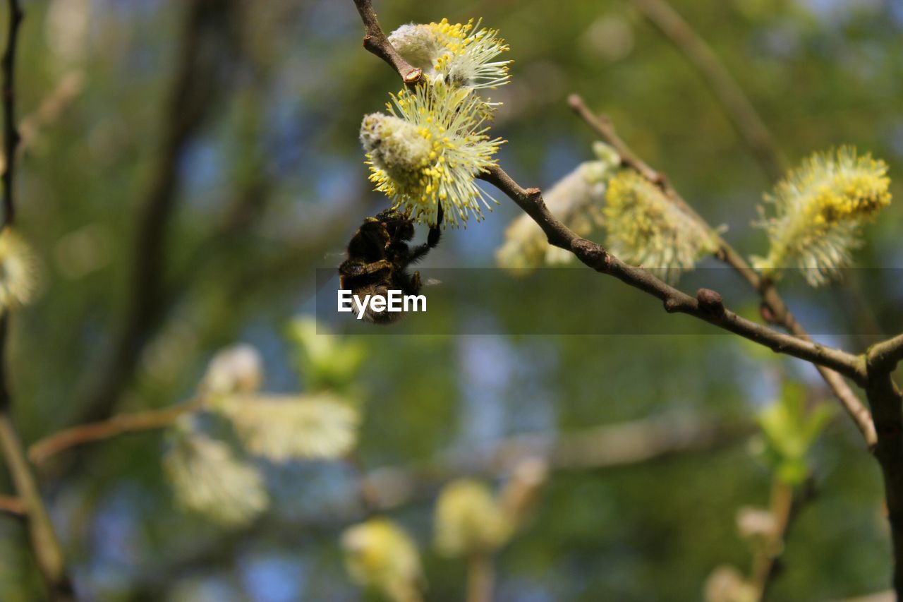 CLOSE-UP OF INSECT ON PLANT