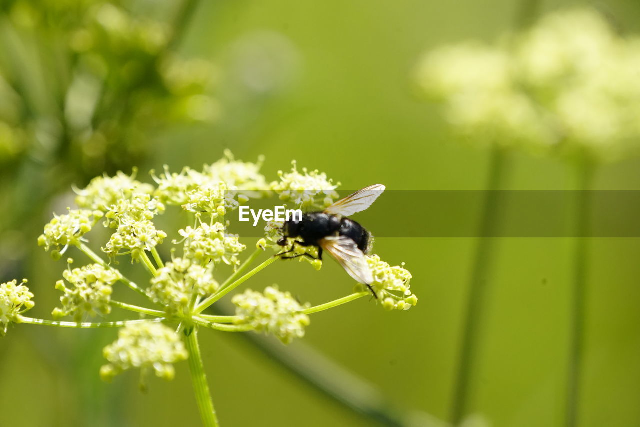 CLOSE-UP OF HONEY BEE POLLINATING ON FLOWER
