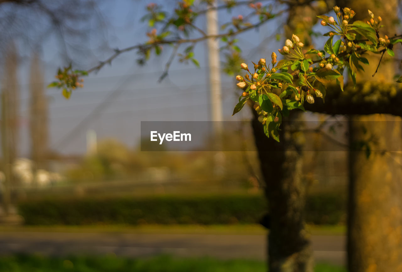 CLOSE-UP OF PLANT AGAINST TREE