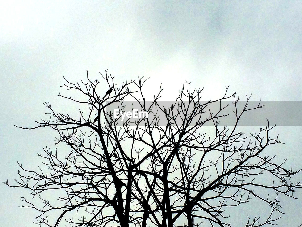 SILHOUETTE BRANCHES AGAINST SKY