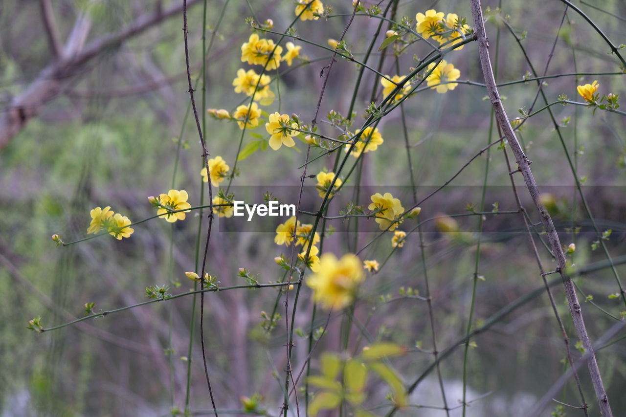 CLOSE-UP OF YELLOW FLOWER BLOOMING ON TREE