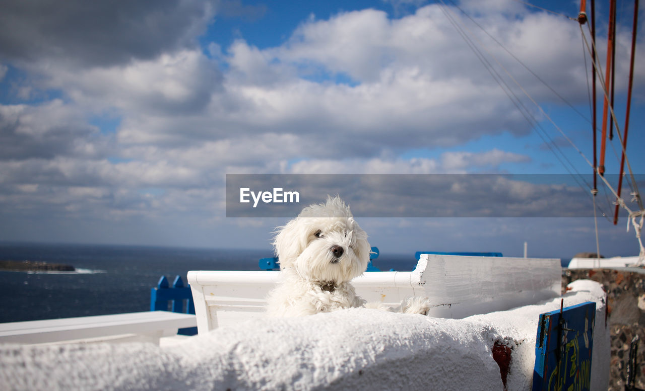 Close-up of white dog by sea against sky