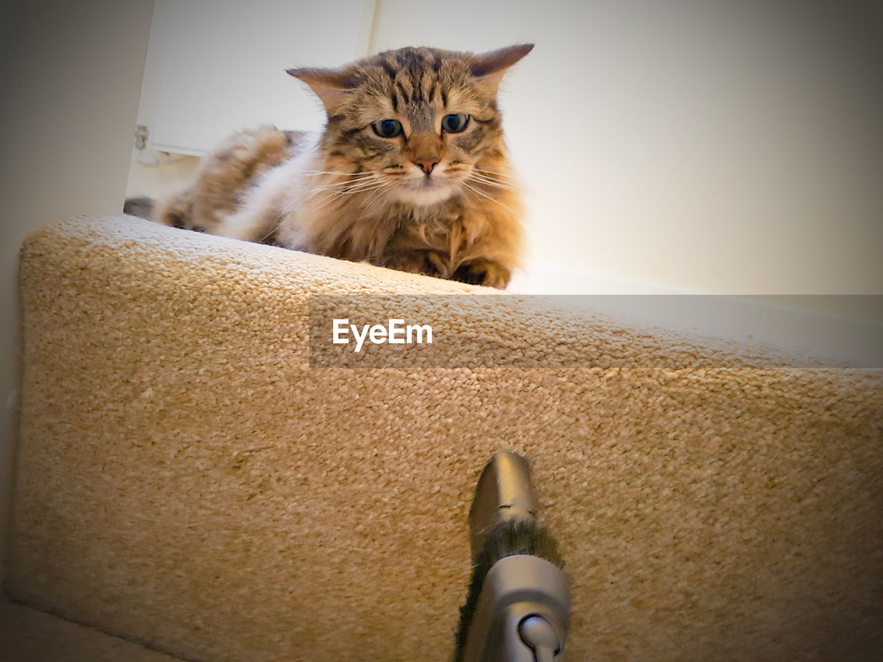 PORTRAIT OF CAT IN BOX ON WALL