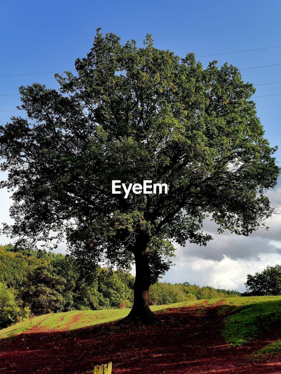 TREE GROWING IN FIELD