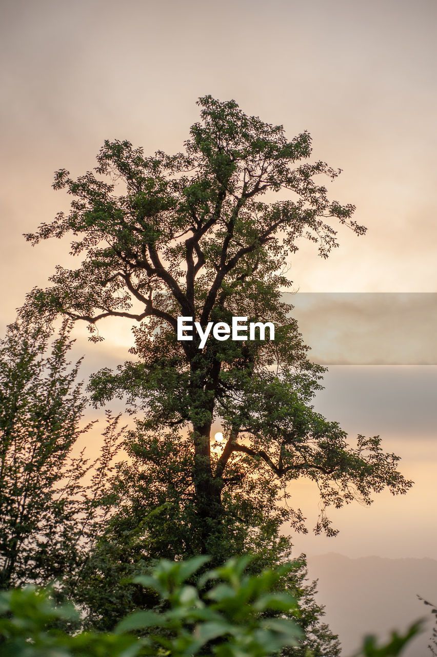 LOW ANGLE VIEW OF SILHOUETTE TREE AGAINST SKY AT SUNSET