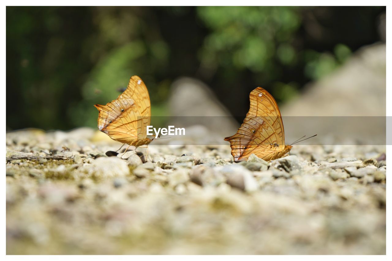 Side view of butterflies perching on land