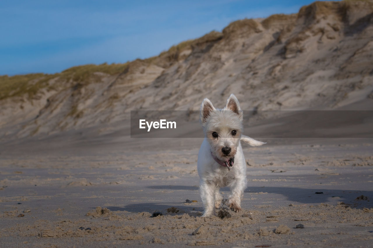 Dog on beach against sky