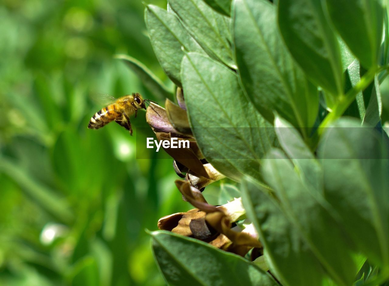 CLOSE-UP OF GRASSHOPPER ON LEAF