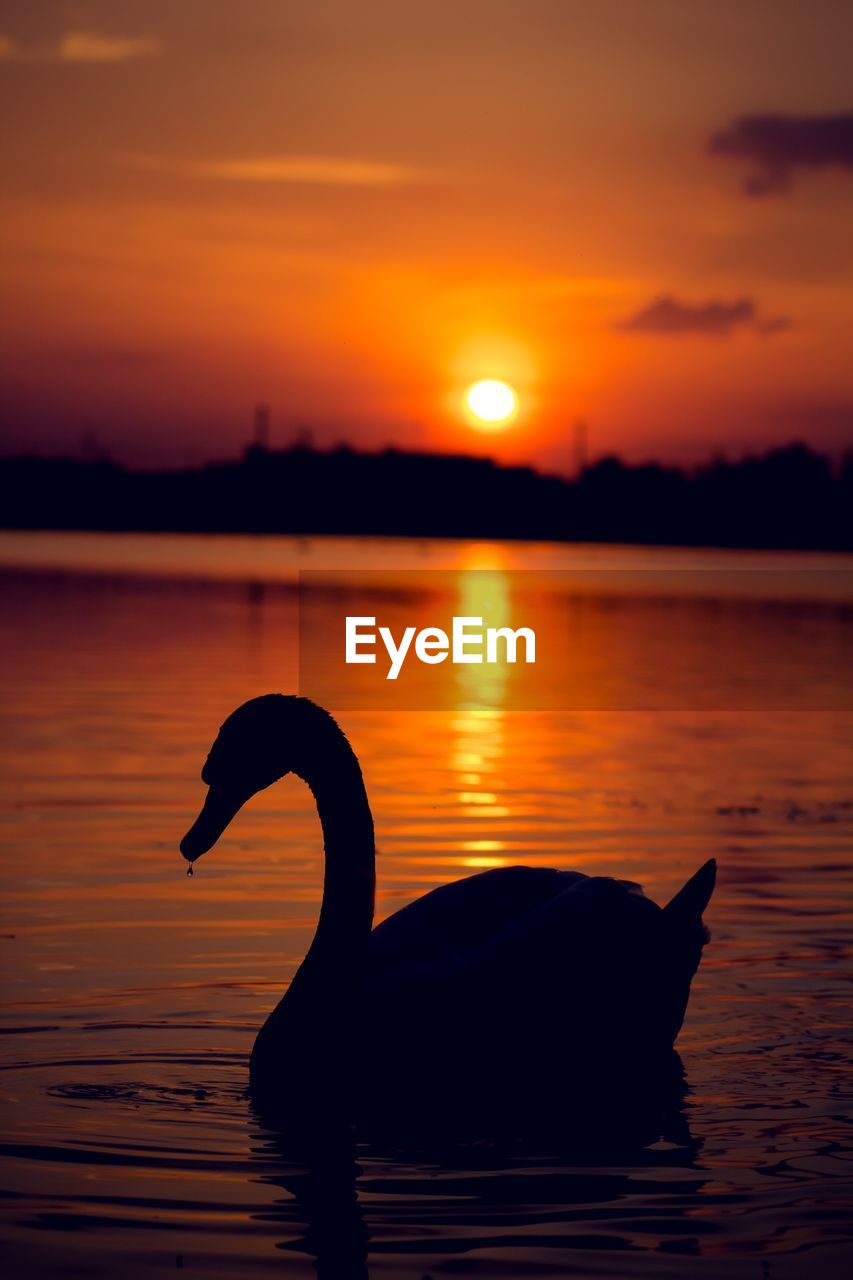 SILHOUETTE OF A DUCK SWIMMING IN LAKE