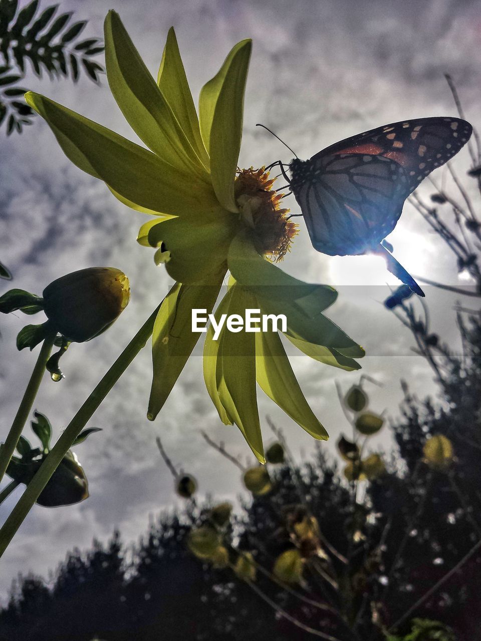 CLOSE-UP OF INSECT ON FLOWERS