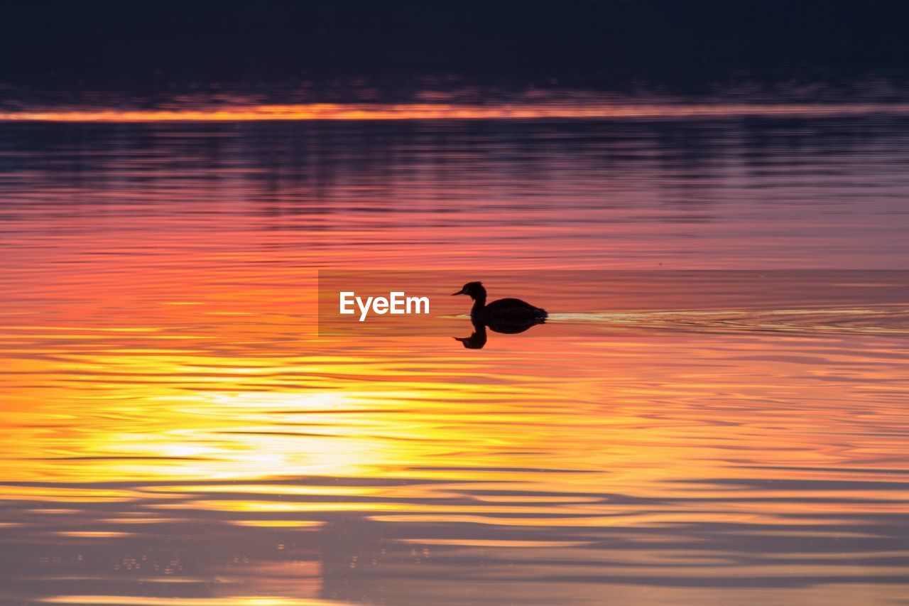 Silhouette duck swimming on lake during sunset