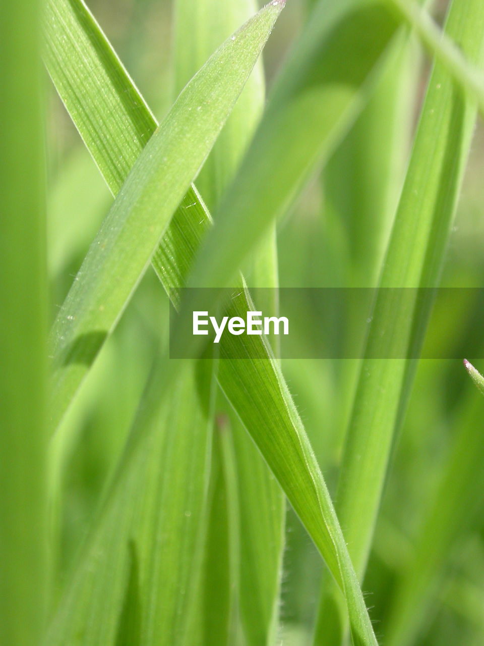 Close-up of green grass